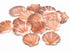 coral pink and orange scallop seashells